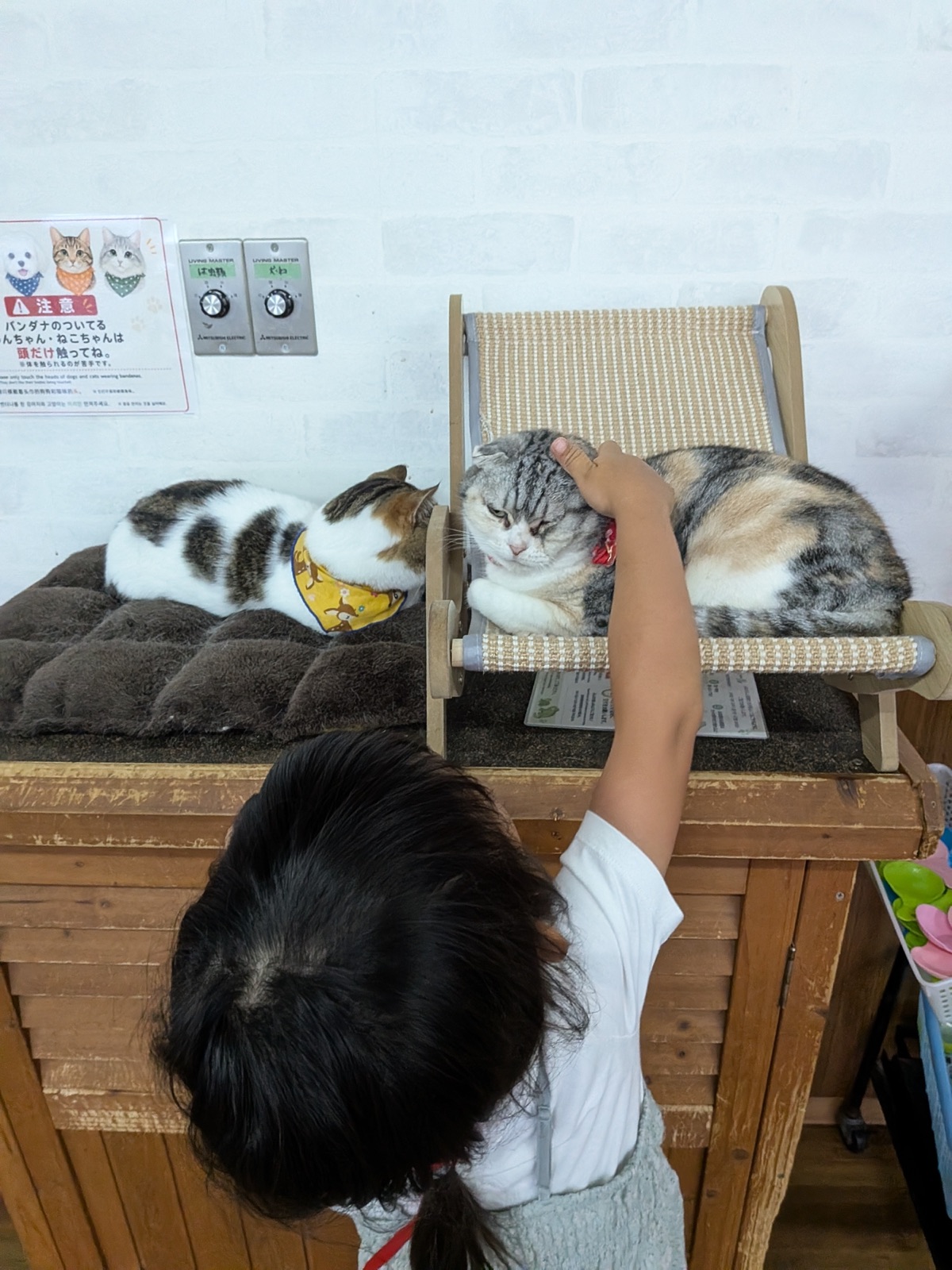 猫とやさしくふれあう様子