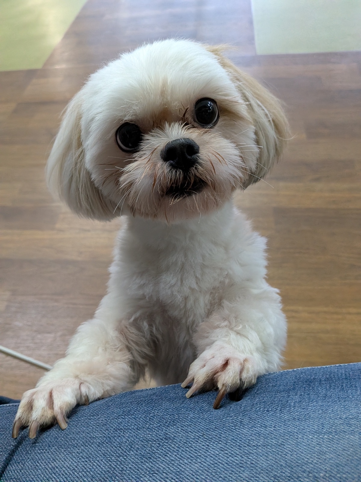 近くから見つめる犬