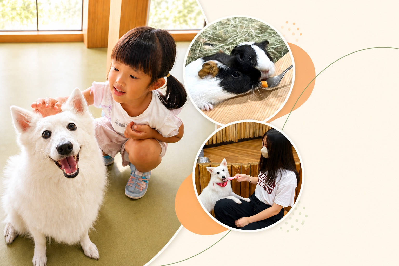 白い犬とふれあう女の子、犬とモルモットへのおやつ体験