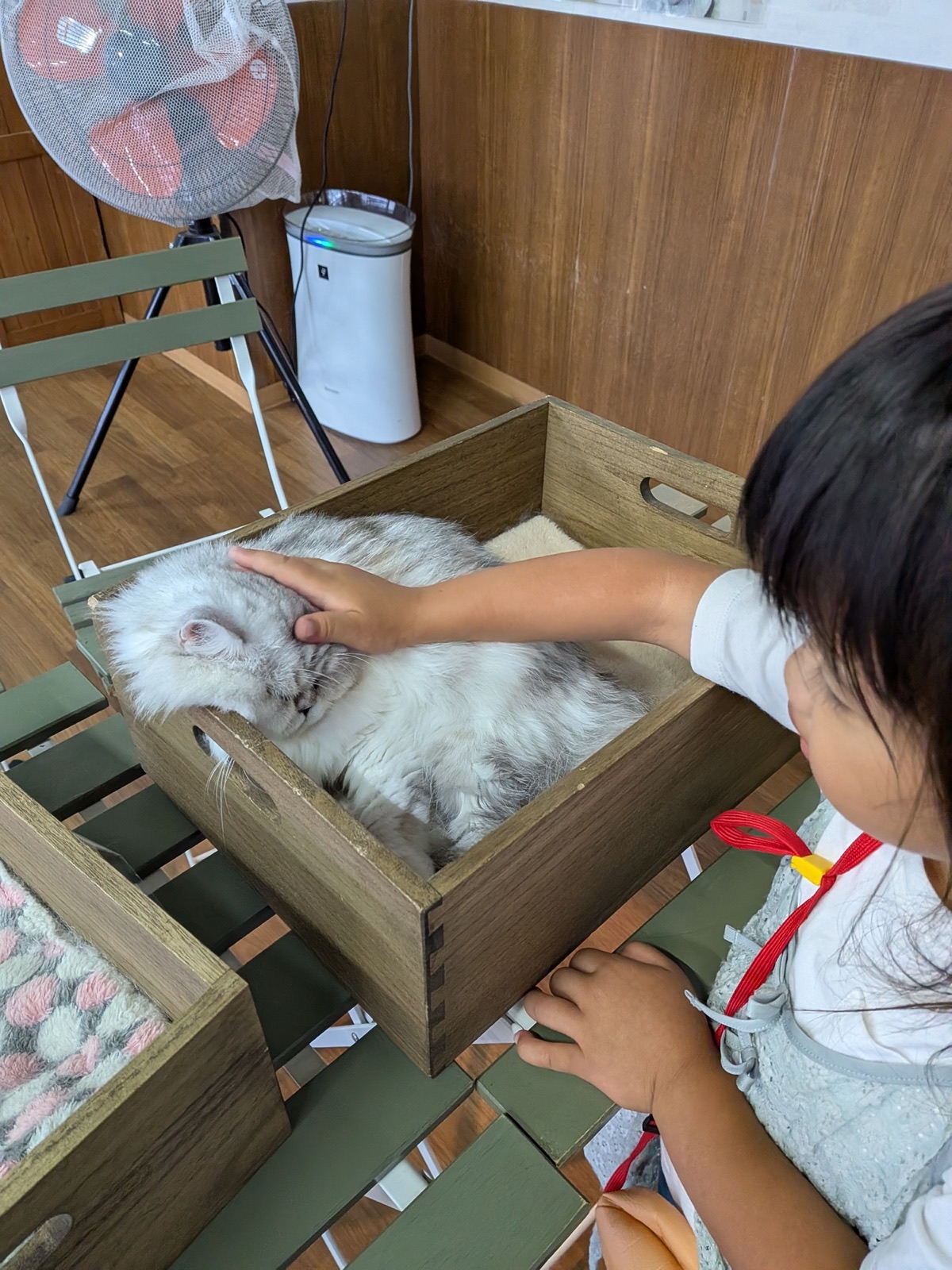 箱の中でくつろぐ猫をなでる子ども