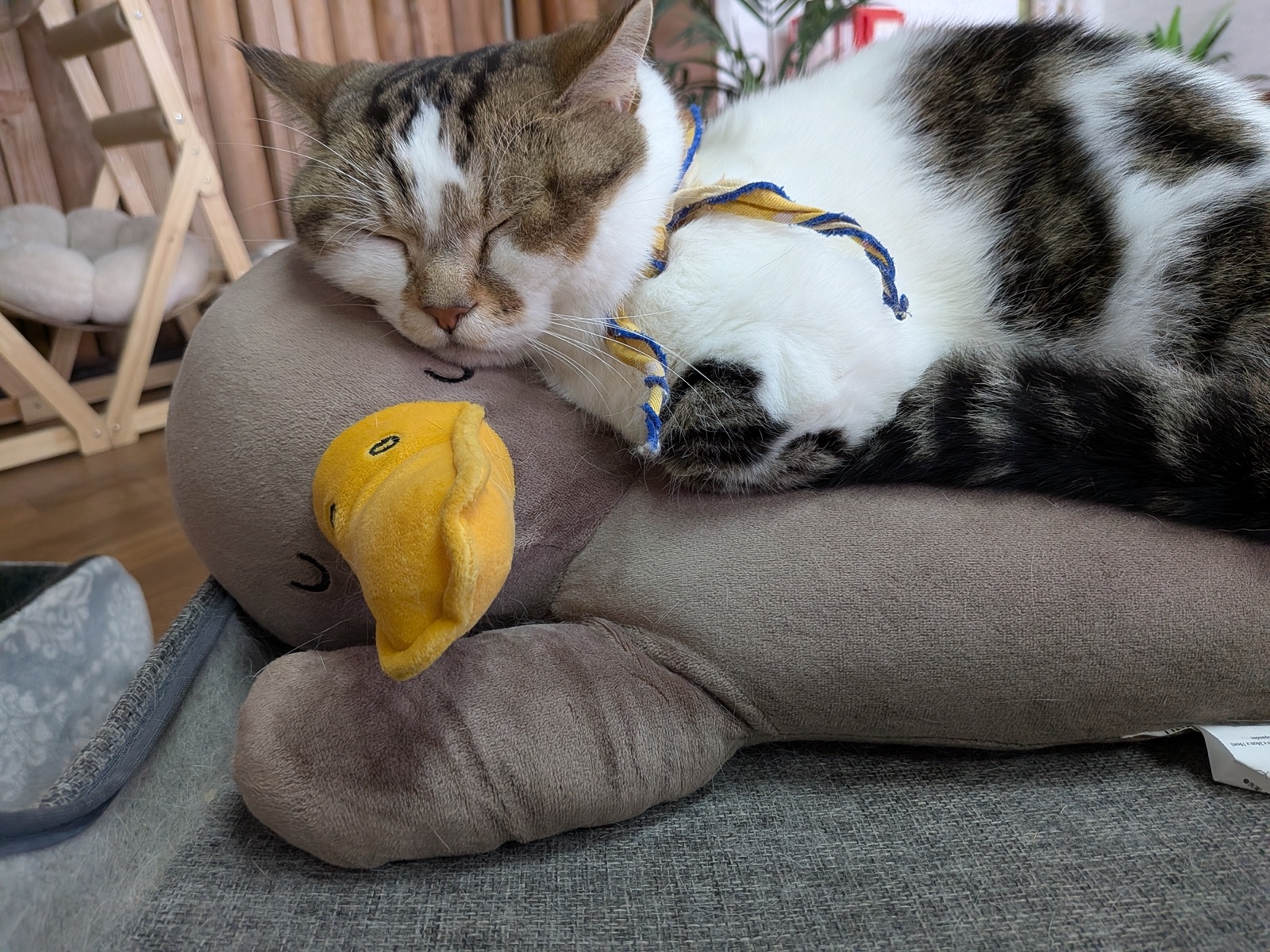 わんにゃんリビングでくつろぐ猫