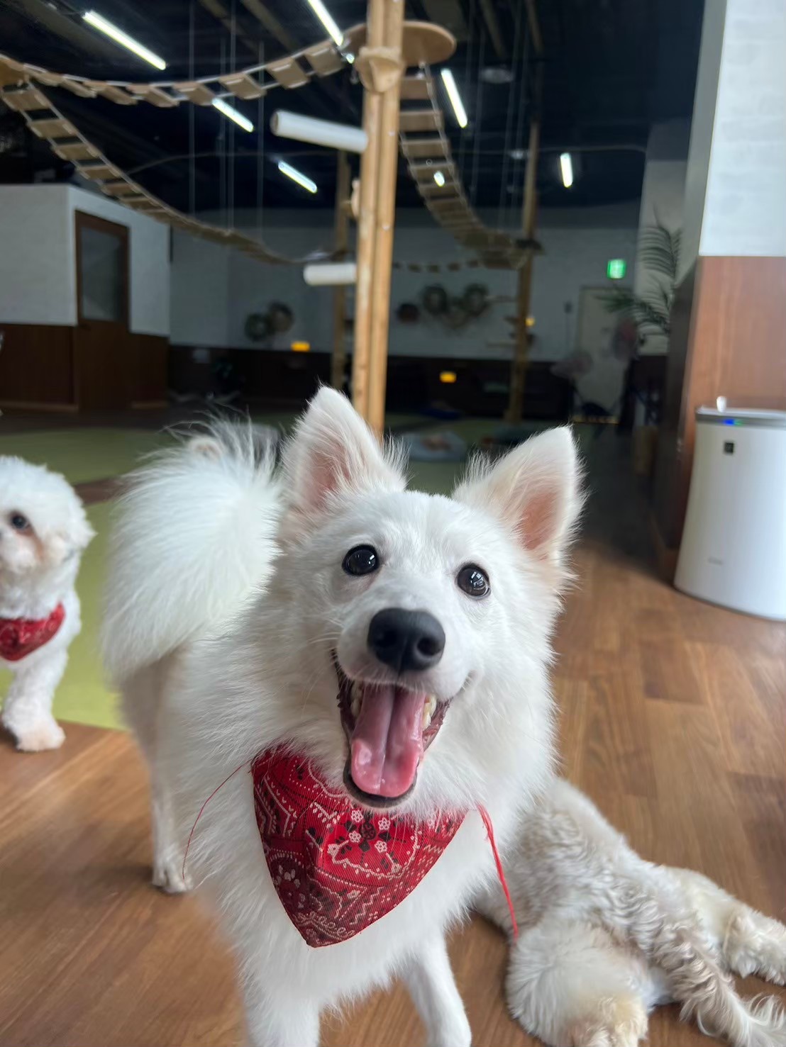 わんにゃんリビングでこちらを見つめる犬
