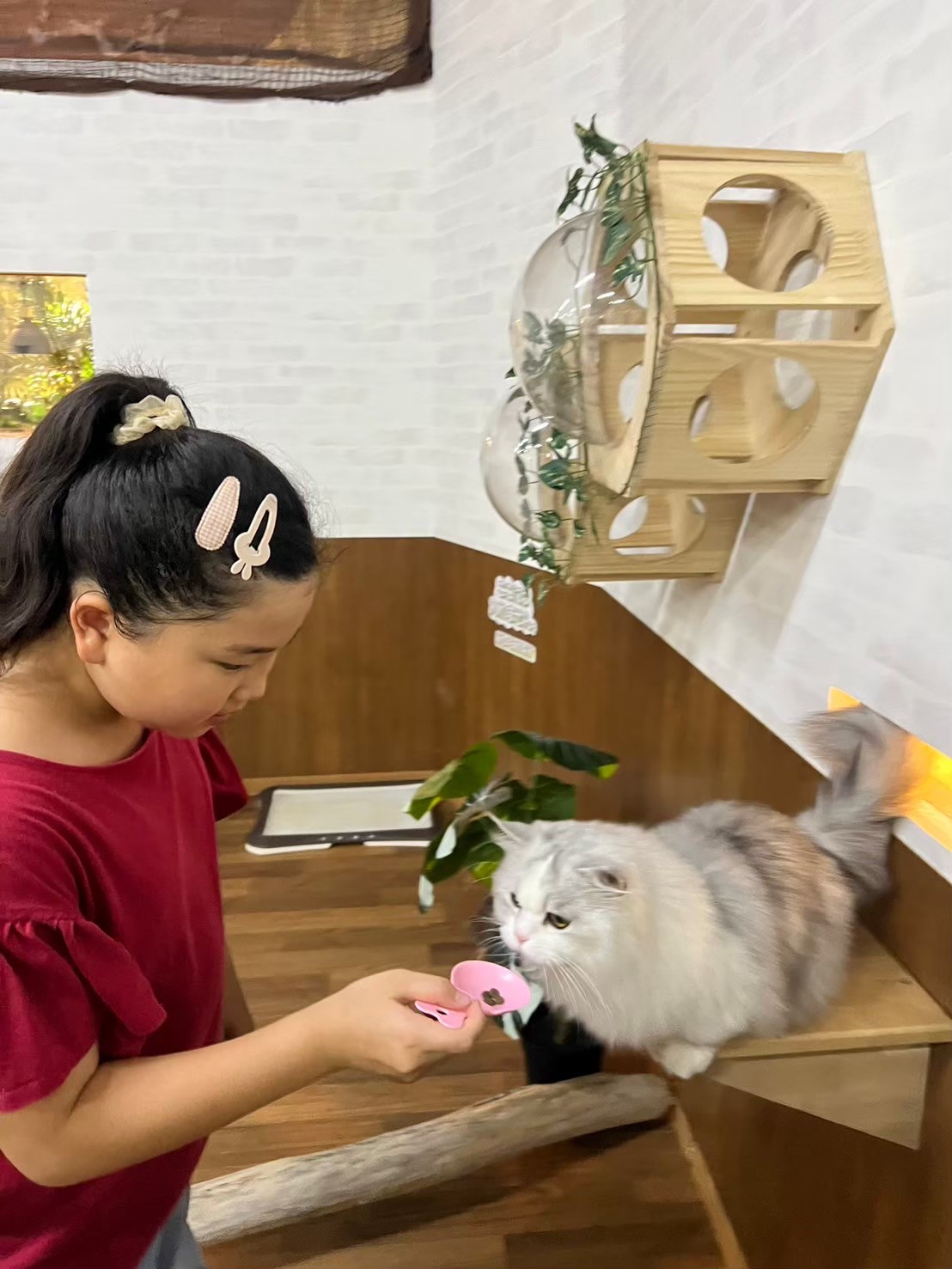 猫におやつをあげる様子